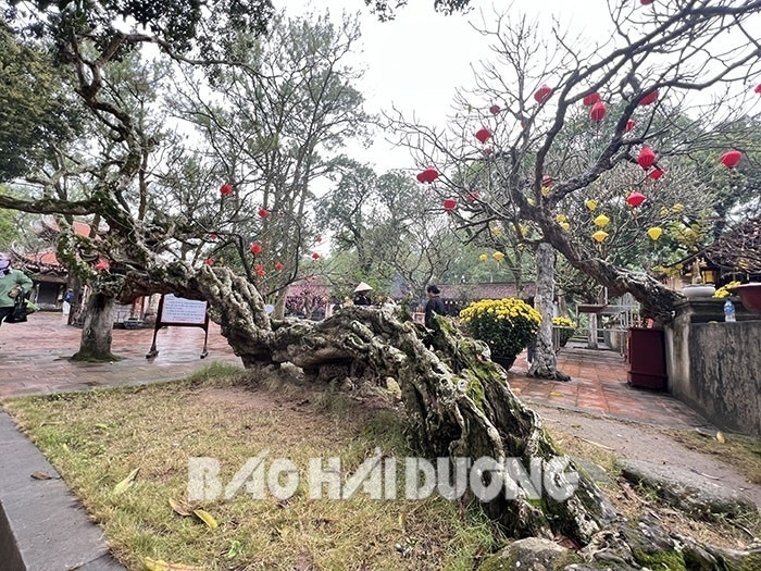 [Photos] Astonishing beauty of century-old frangipani trees at Con Son pagoda